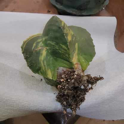 Astrophytum myriostigma v nudum f. variegata - Variegated Bishop's Cap - Big!