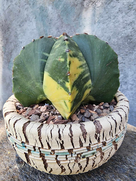Astrophytum myriostigma v nudum f. variegata - Variegated Bishop's Cap - Big! (Last one!)
