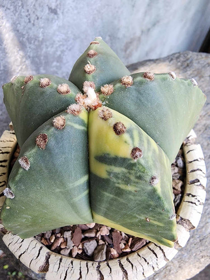 Astrophytum myriostigma v nudum f. variegata - Variegated Bishop's Cap - Big! (Last one!)
