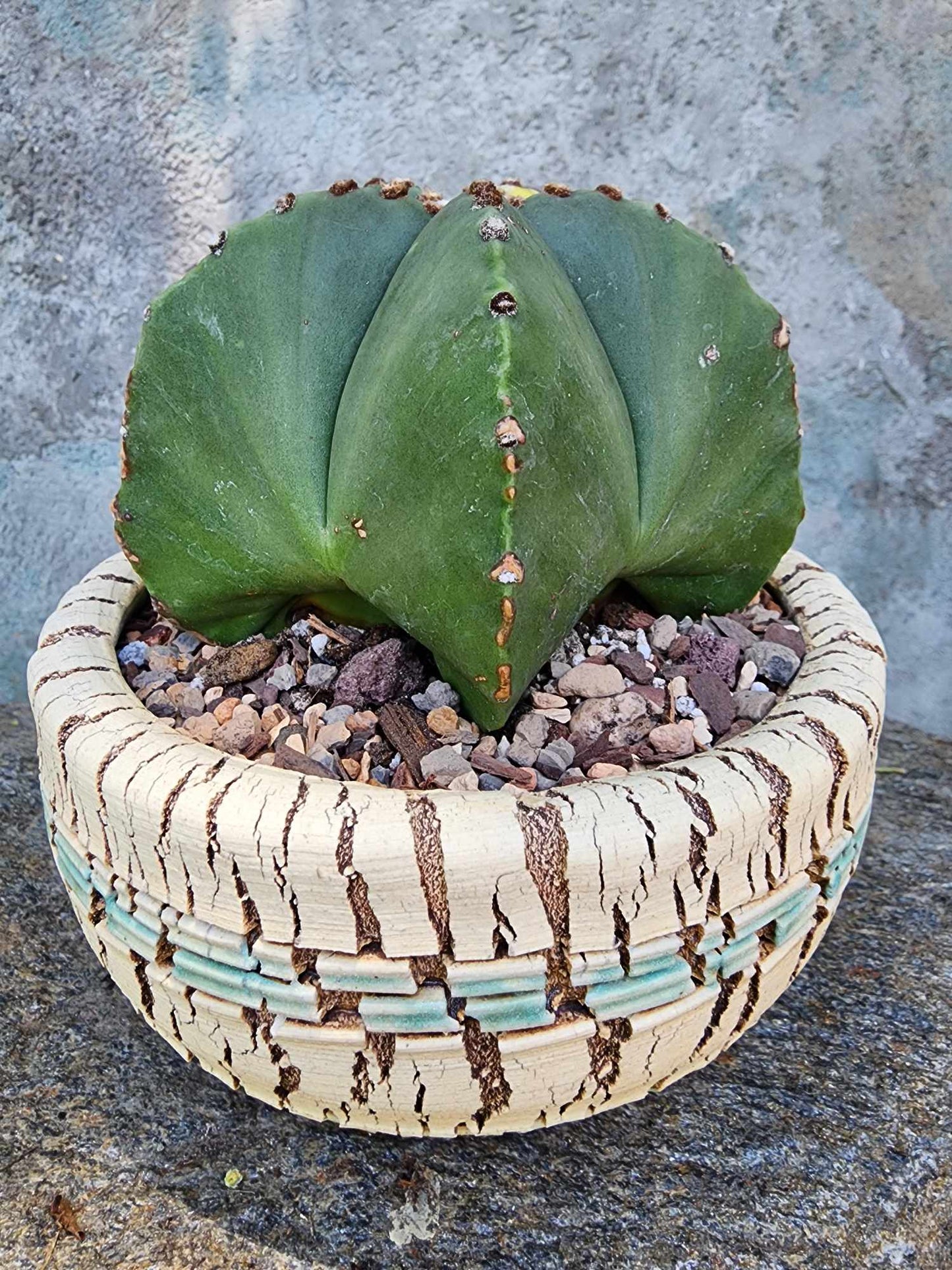 Astrophytum myriostigma v nudum f. variegata - Variegated Bishop's Cap - Big! (Last one!)