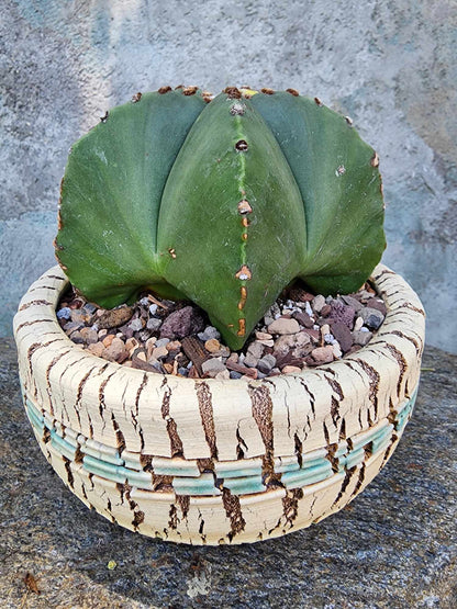 Astrophytum myriostigma v nudum f. variegata - Variegated Bishop's Cap - Big! (Last one!)