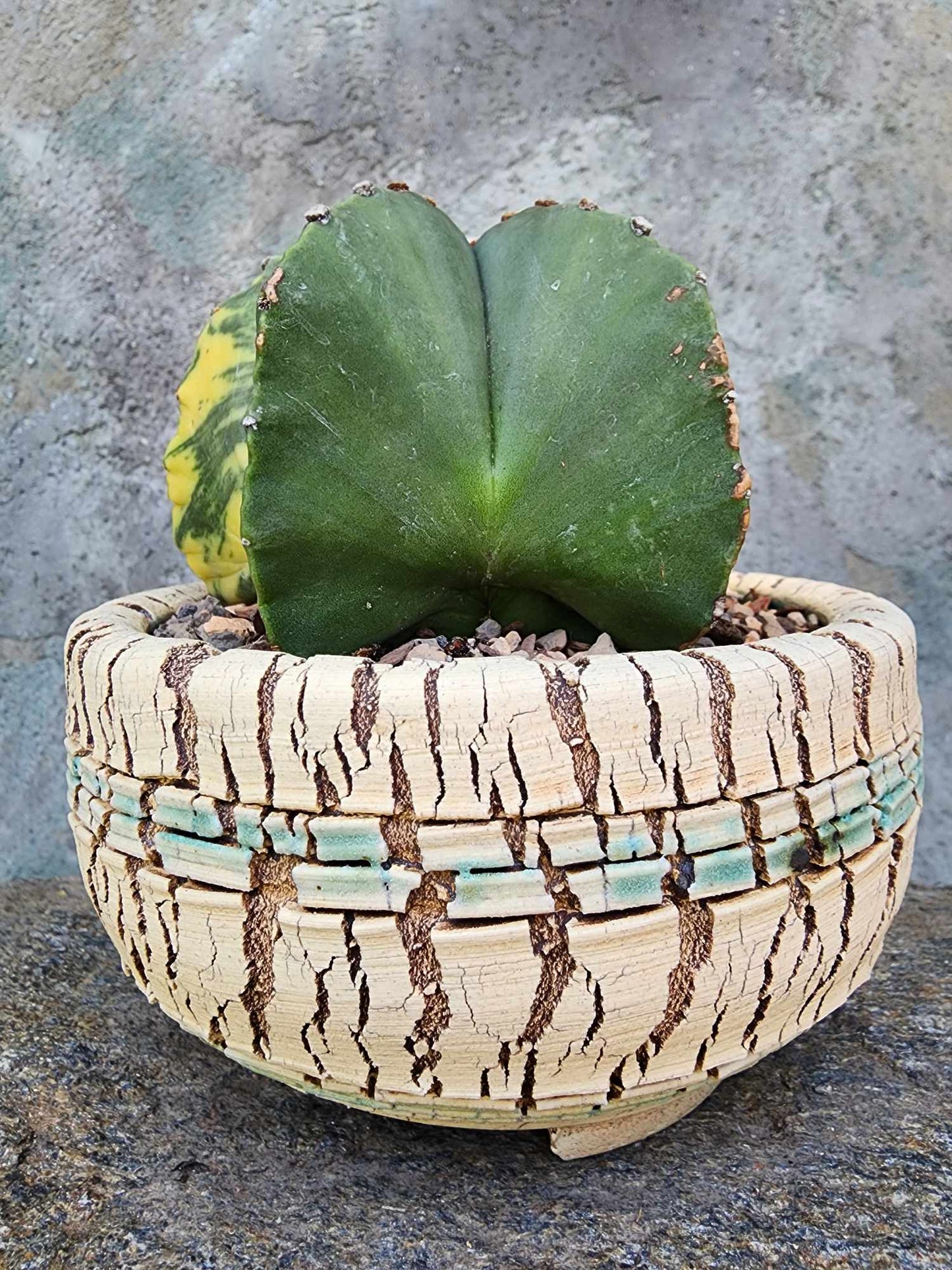 Astrophytum myriostigma v nudum f. variegata - Variegated Bishop's Cap - Big! (Last one!)