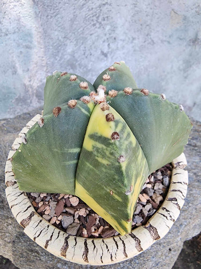 Astrophytum myriostigma v nudum f. variegata - Variegated Bishop's Cap - Big! (Last one!)