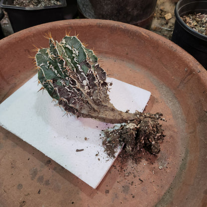 Astrophytum ornatum cv. Fukuryu Hania - Japan