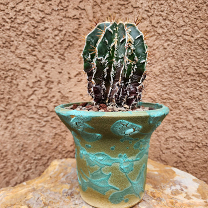 Astrophytum ornatum cv. Fukuryu Hania - Japan