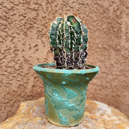 Astrophytum ornatum cv. Fukuryu Hania - Japan