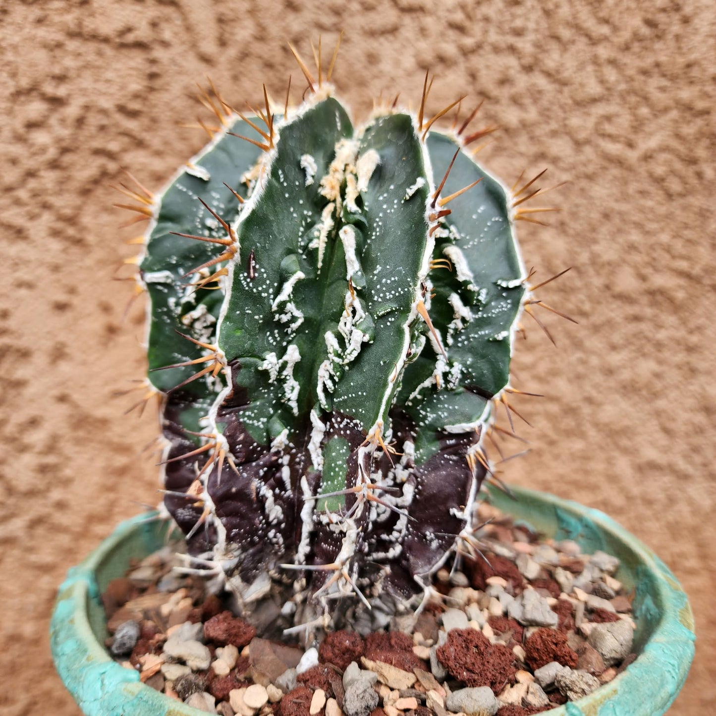 Astrophytum ornatum cv. Fukuryu Hania - Japan