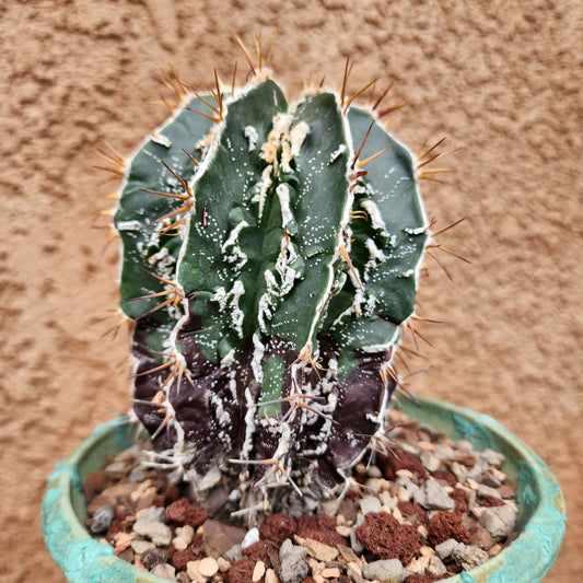 Astrophytum ornatum cv. Fukuryu Hania - Japan collector cactus specimen