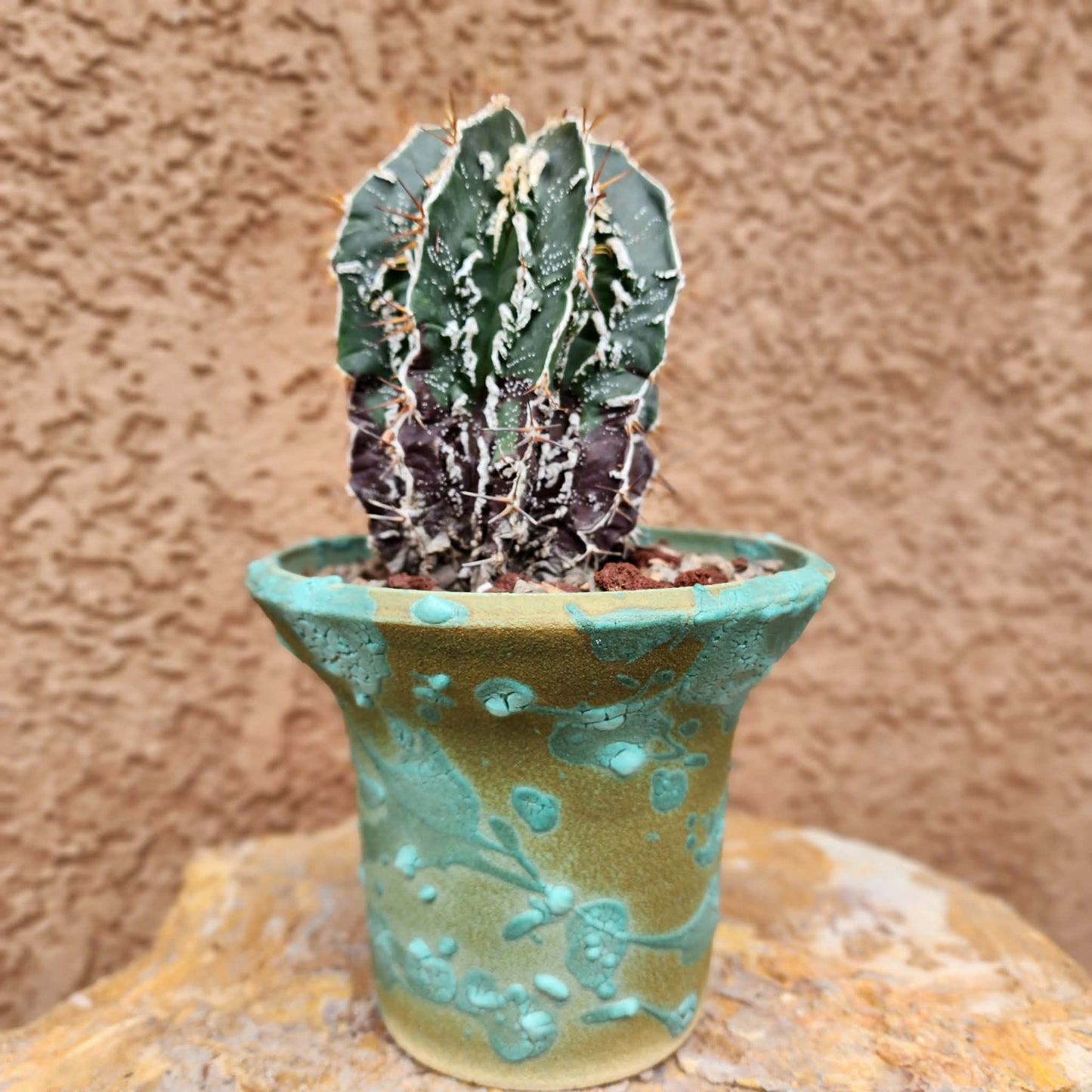 Astrophytum ornatum cv. Fukuryu Hania - Japan