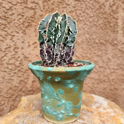 Astrophytum ornatum cv. Fukuryu Hania - Japan