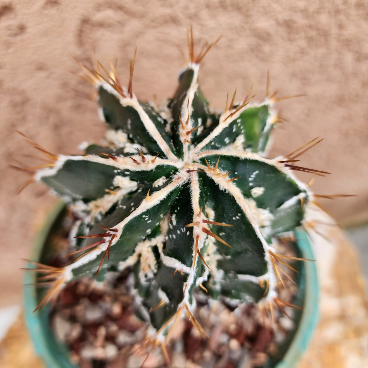 Astrophytum ornatum cv. Fukuryu Hania - Japan