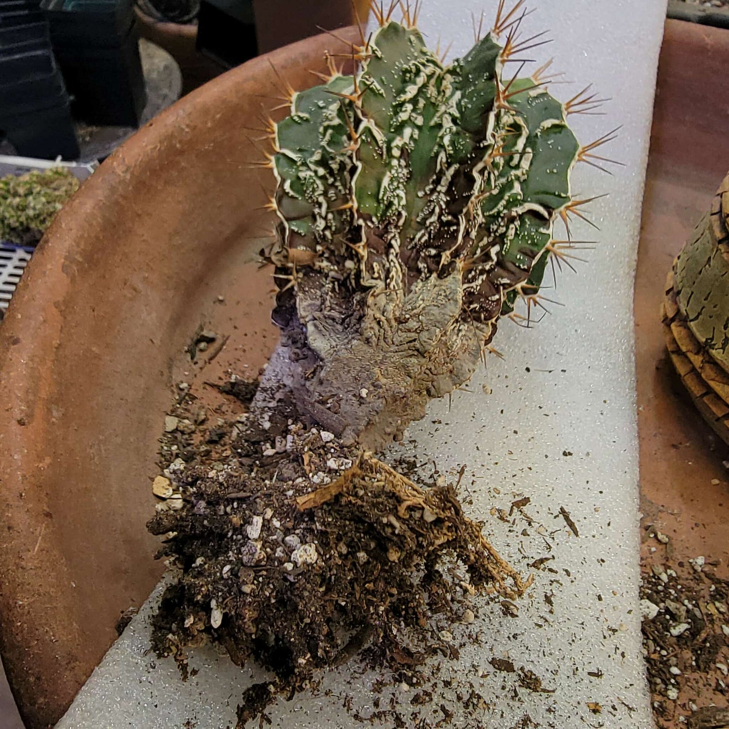 Astrophytum ornatum cv. Fukuryu Hania