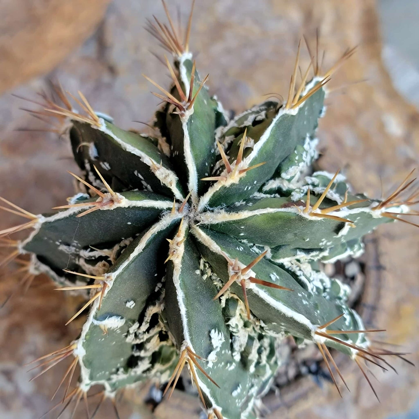 Astrophytum ornatum cv. Fukuryu Hania