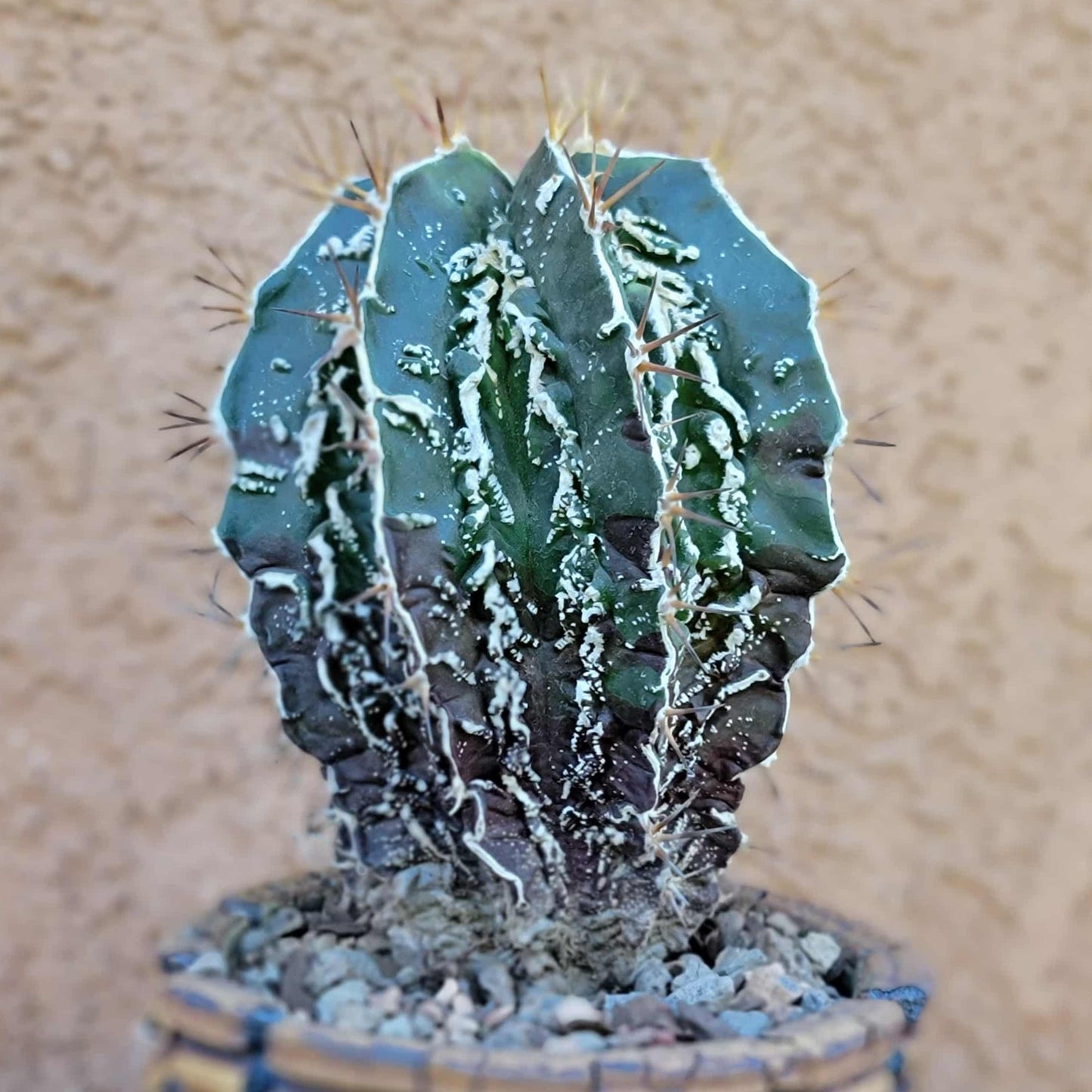 Astrophytum ornatum cv. Fukuryu Hania