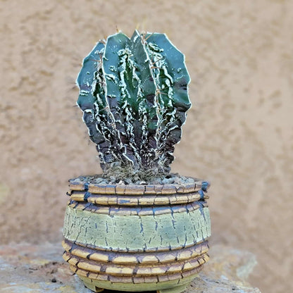 Astrophytum ornatum cv. Fukuryu Hania