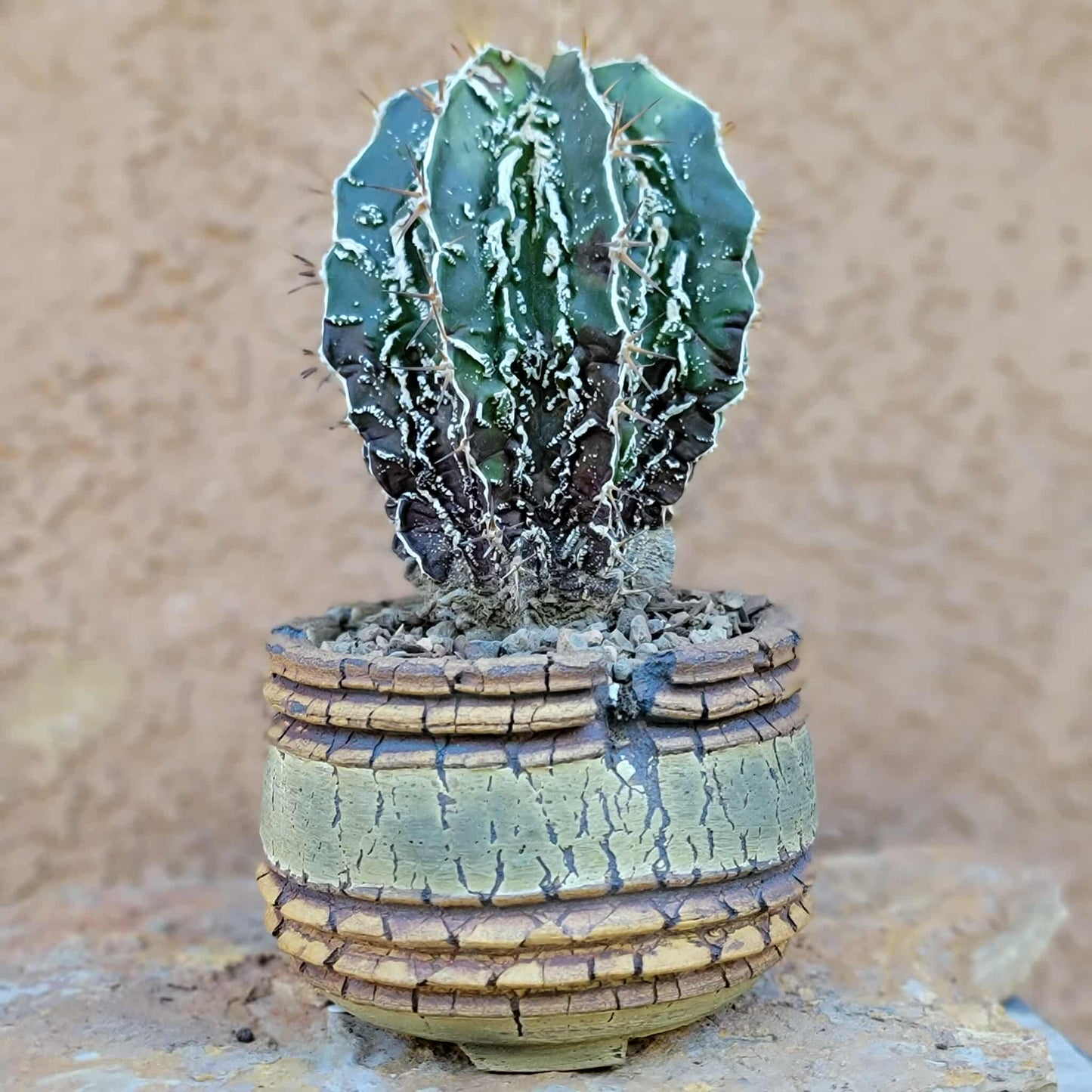 Astrophytum ornatum cv. Fukuryu Hania