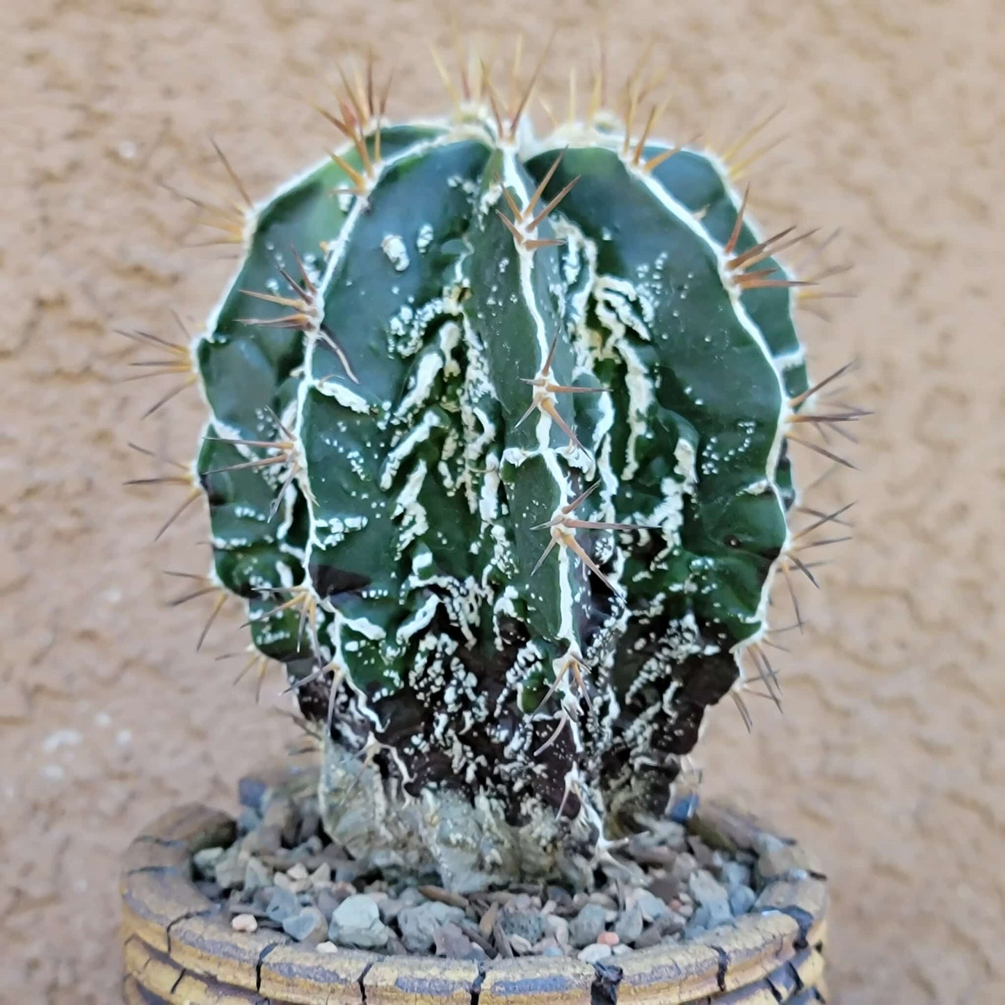Astrophytum ornatum cv. Fukuryu Hania