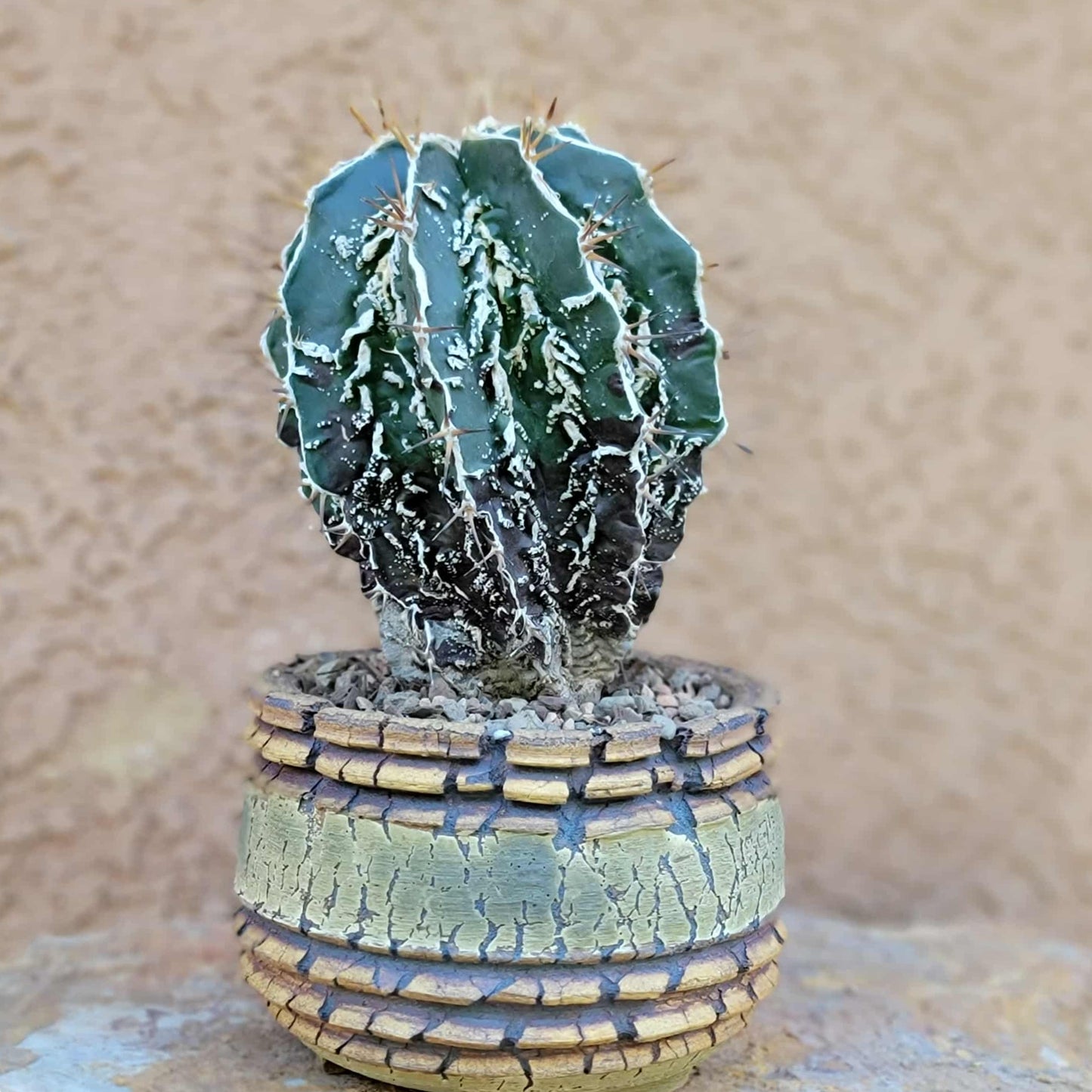 Astrophytum ornatum cv. Fukuryu Hania