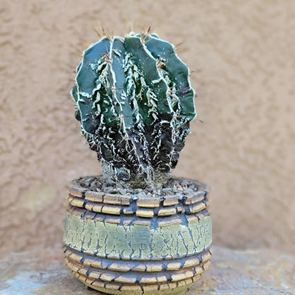 Astrophytum ornatum cv. Fukuryu Hania