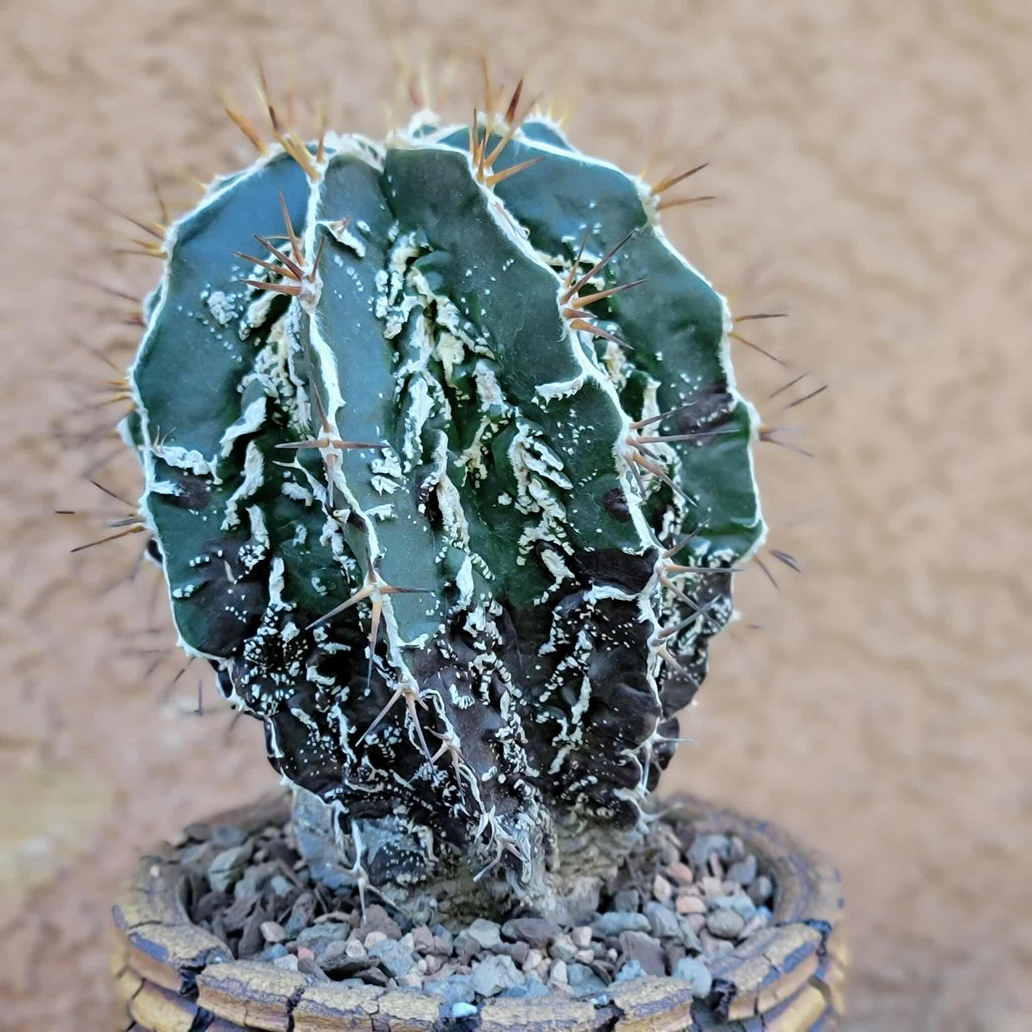 Astrophytum ornatum cv. Fukuryu Hania