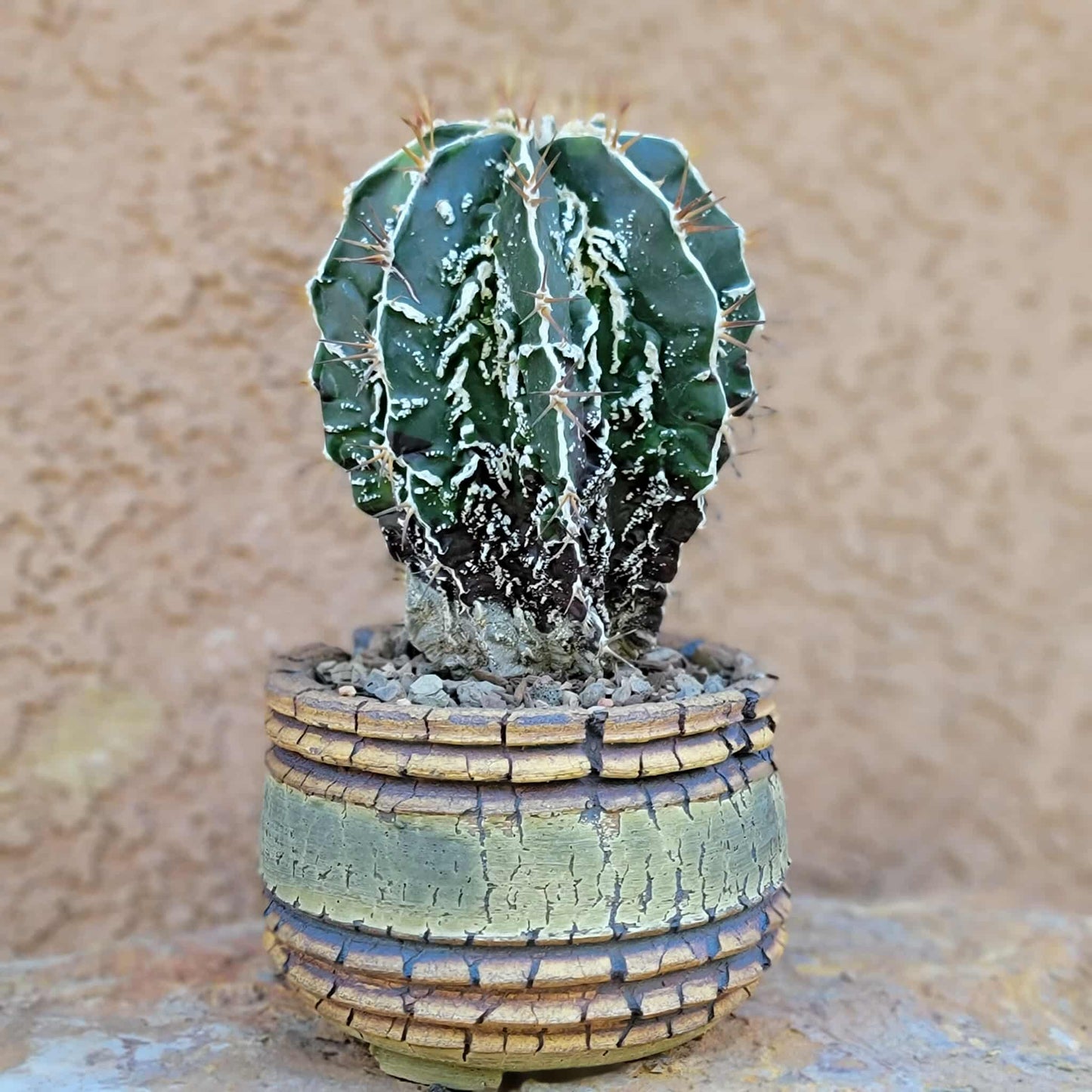 Astrophytum ornatum cv. Fukuryu Hania
