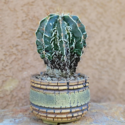 Astrophytum ornatum cv. Fukuryu Hania