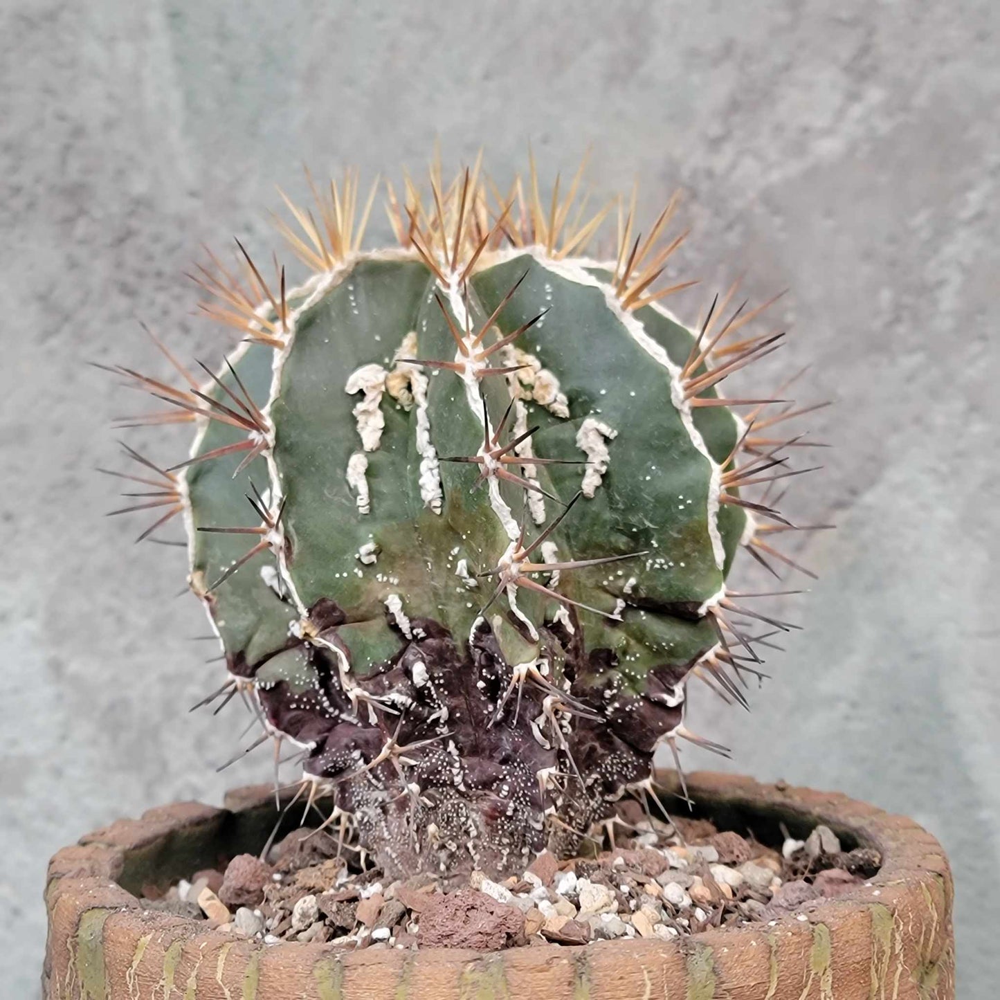 Astrophytum ornatum cv. Fukuryu Hania