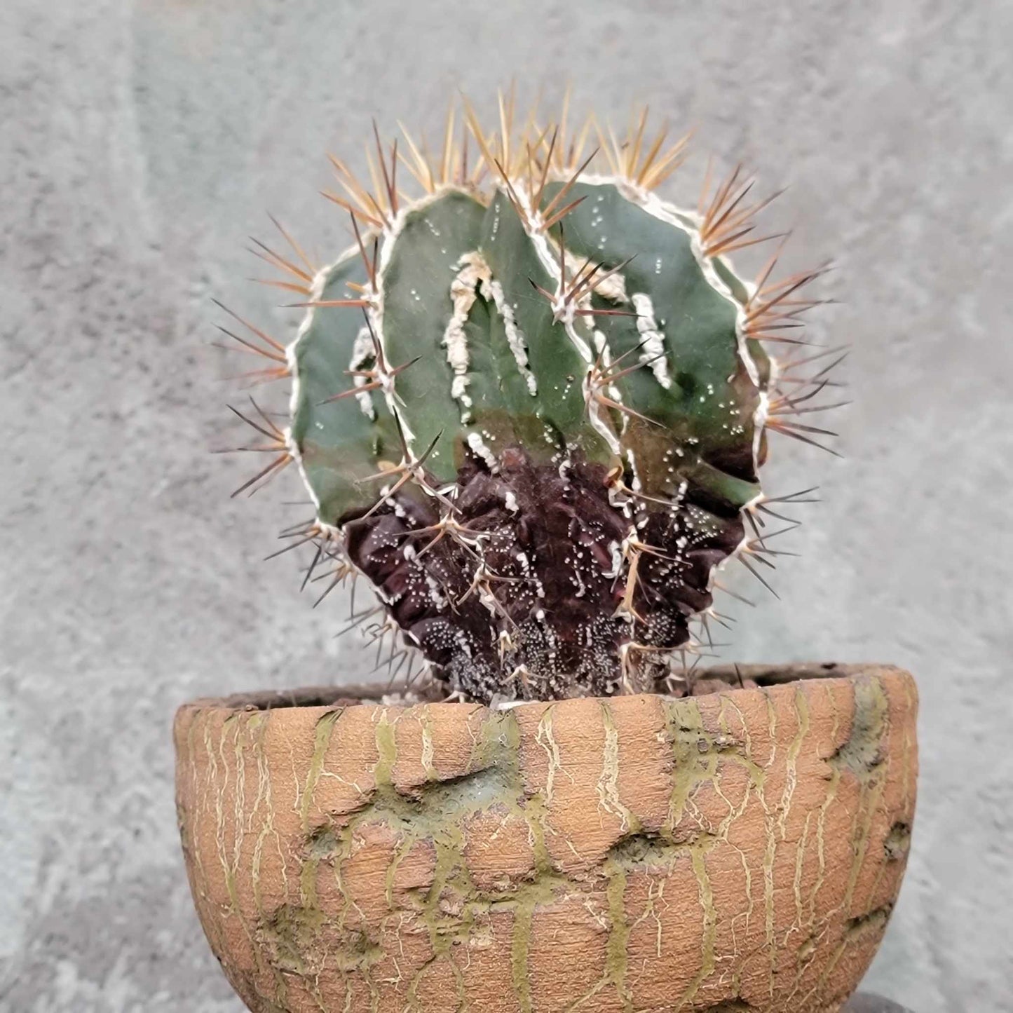 Astrophytum ornatum cv. Fukuryu Hania