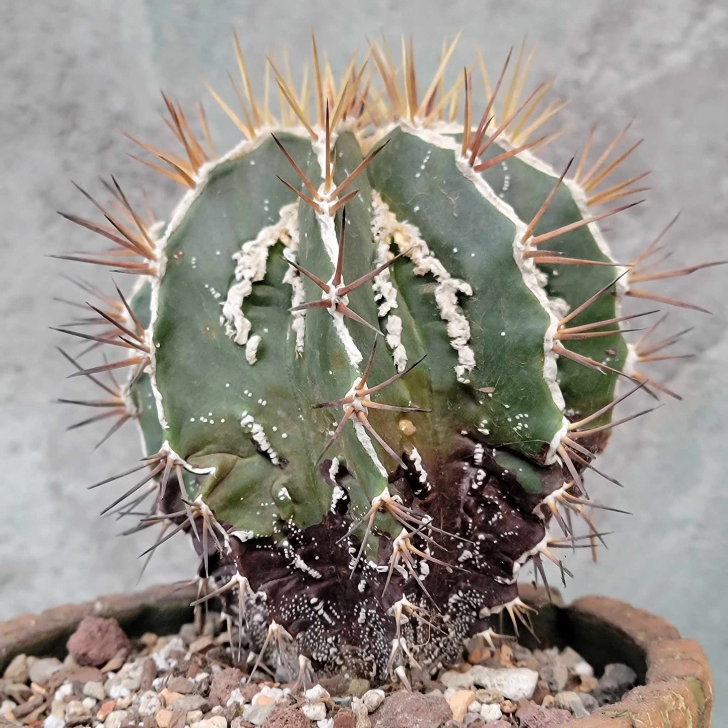 Astrophytum ornatum cv. Fukuryu Hania