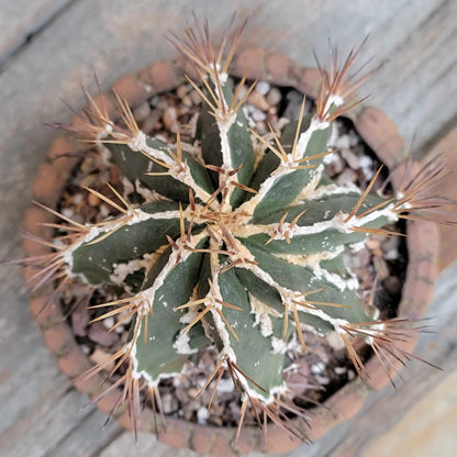 Astrophytum ornatum cv. Fukuryu Hania