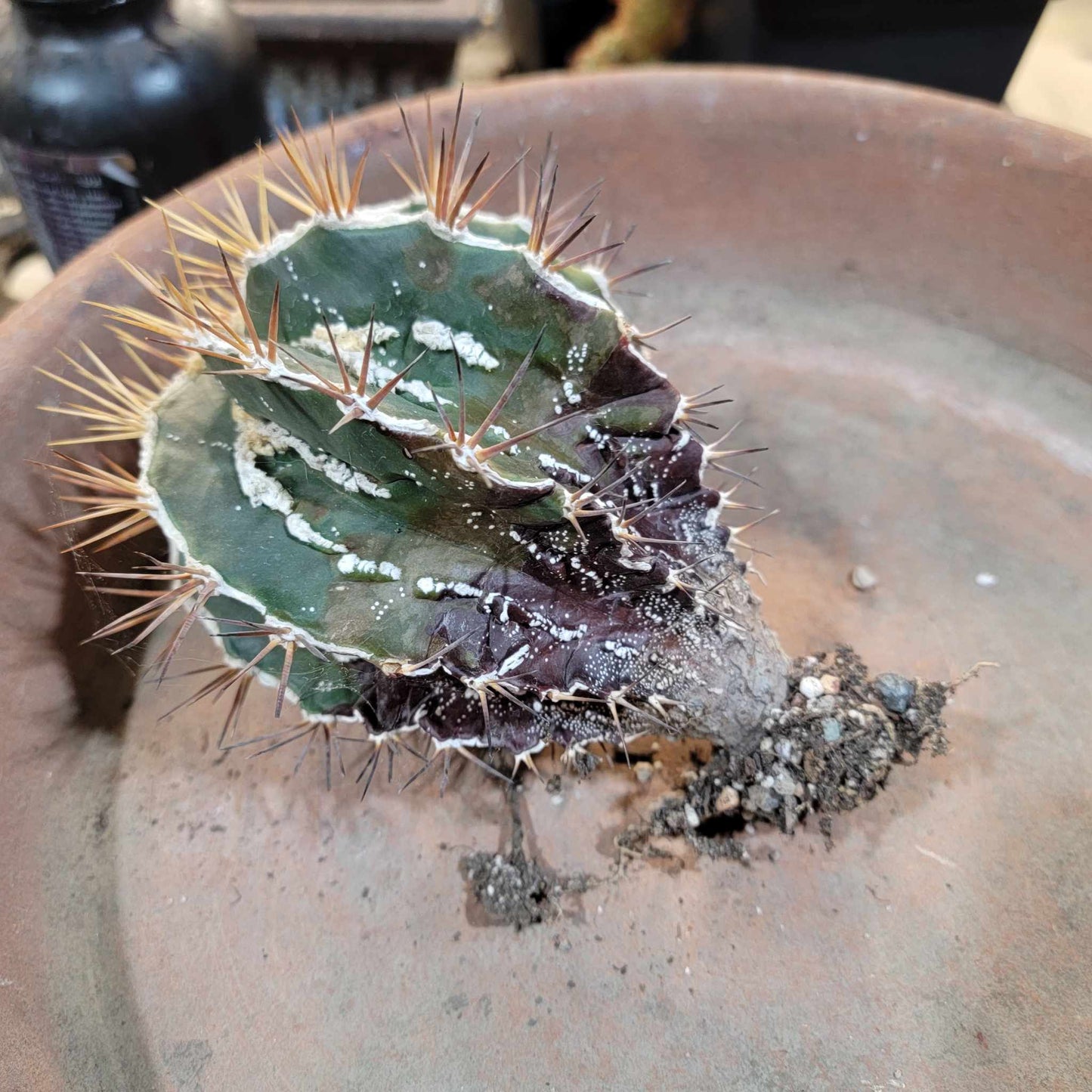 Astrophytum ornatum cv. Fukuryu Hania