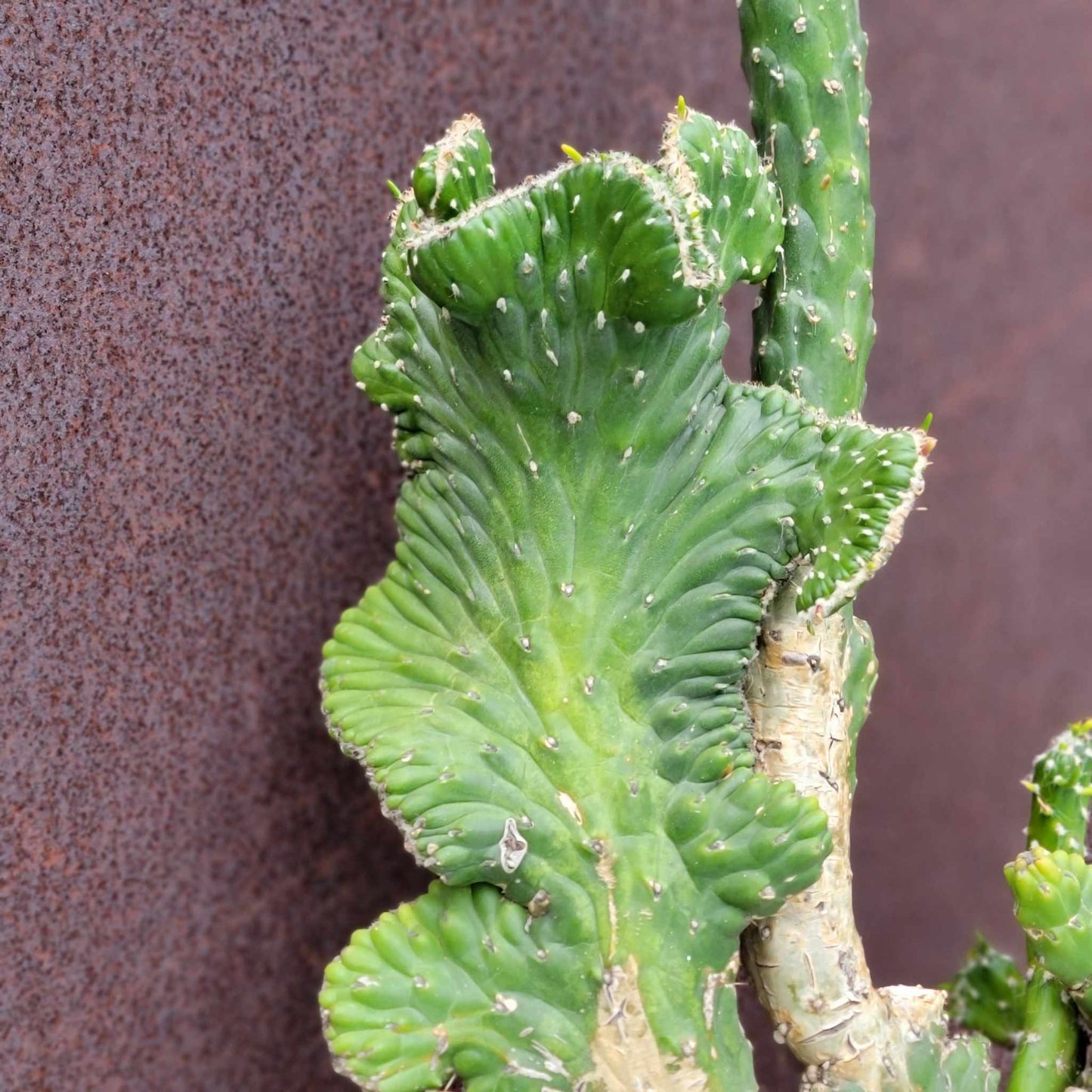 Austrocylindropuntia subulata cristata – Crested Eve's Needle - 22" tall!