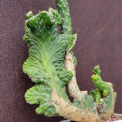 Austrocylindropuntia subulata cristata – Crested Eve's Needle - 22" tall!