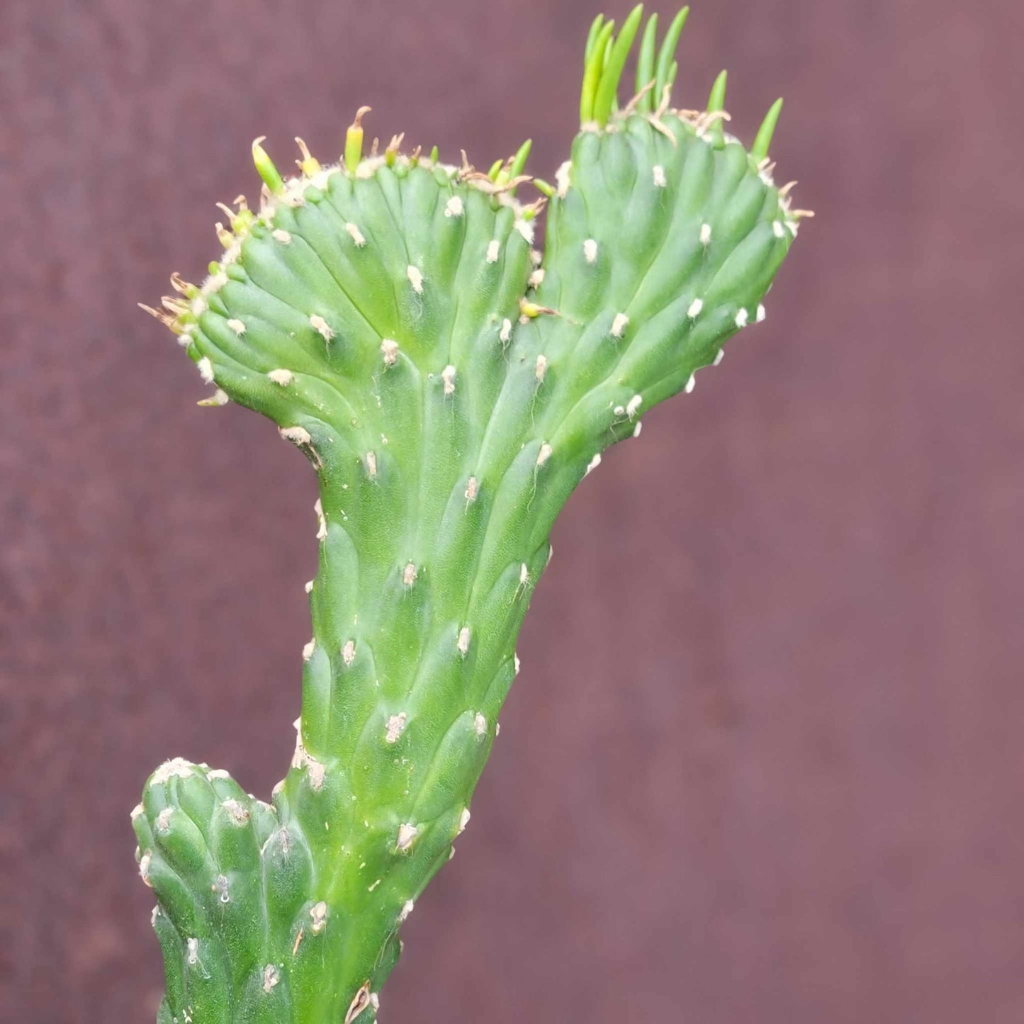 Austrocylindropuntia subulata cristata – Crested Eve's Needle - 22" tall!