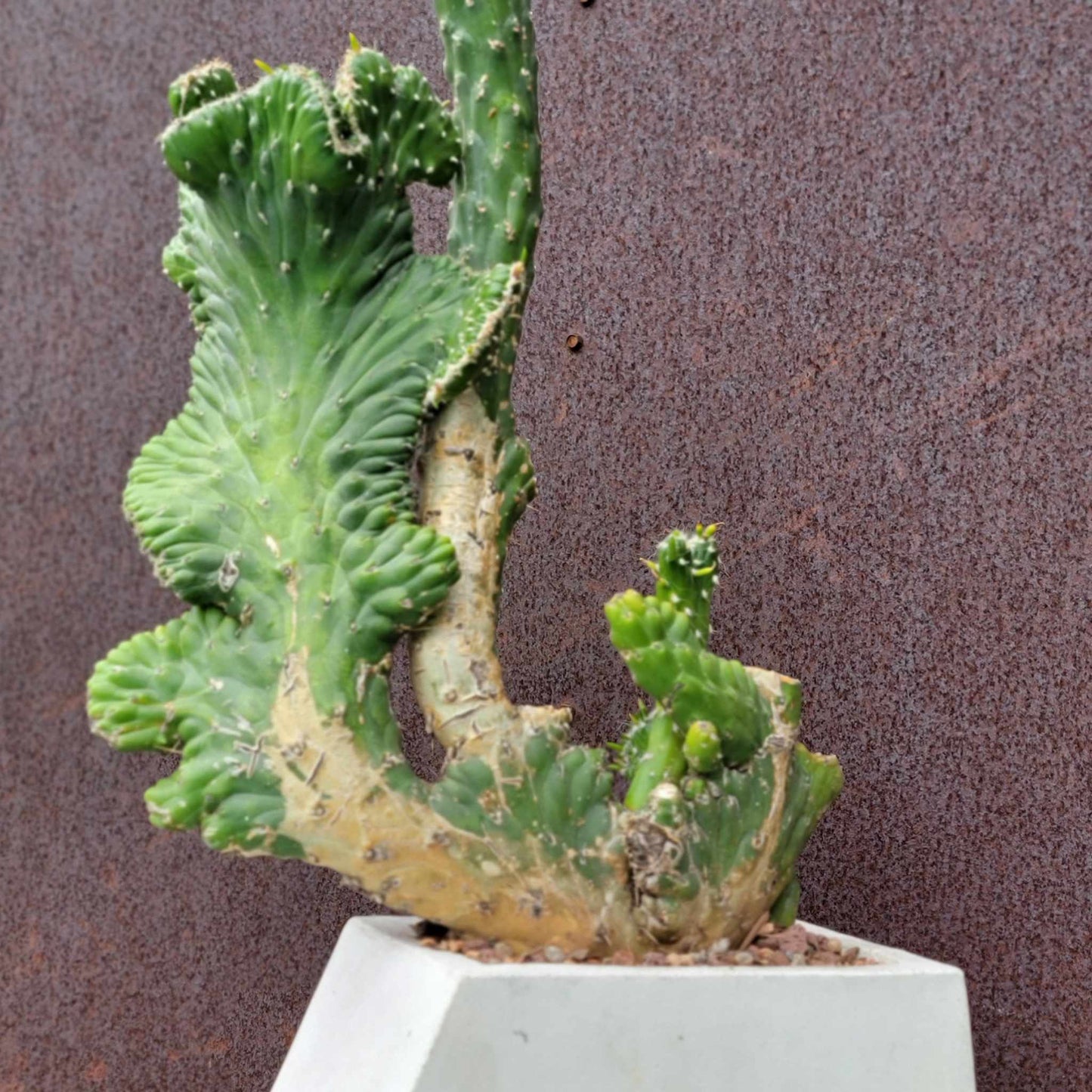 Austrocylindropuntia subulata cristata – Crested Eve's Needle - 22" tall!