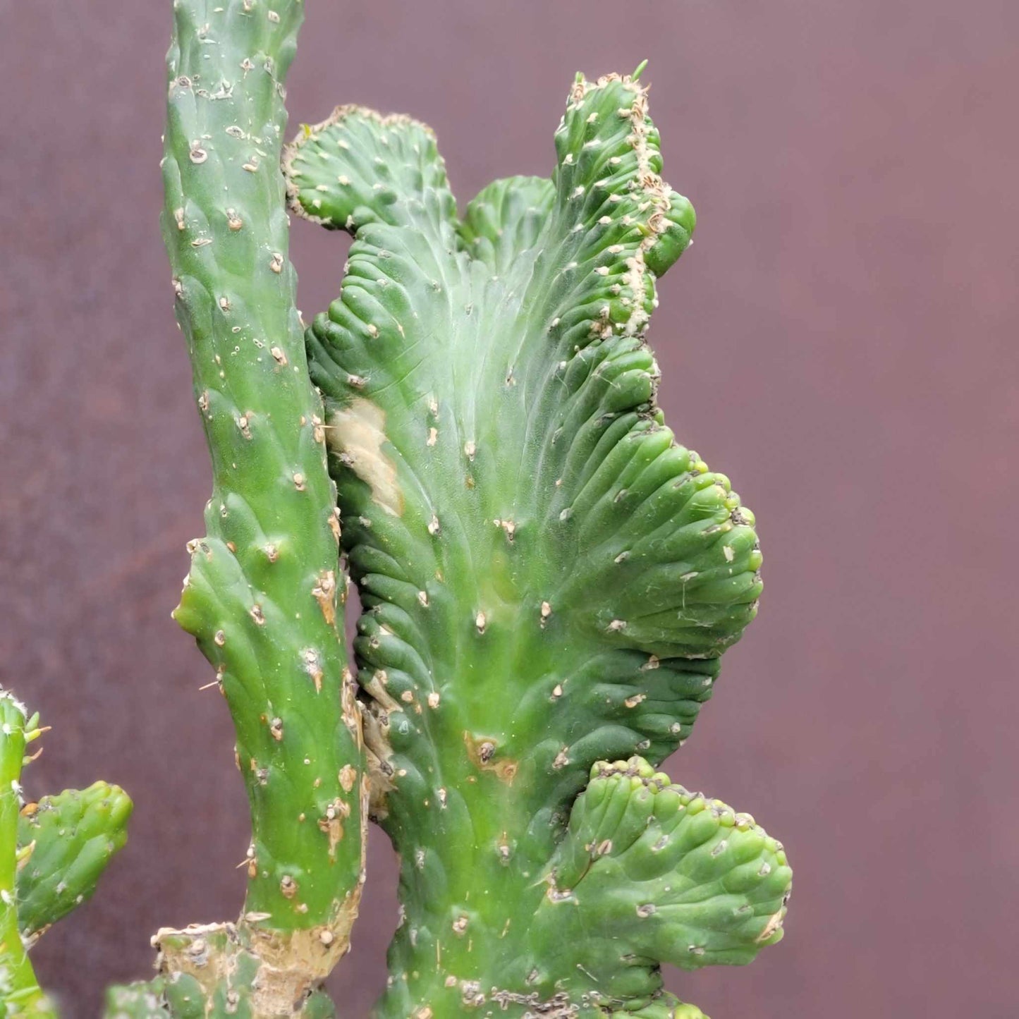 Austrocylindropuntia subulata cristata – Crested Eve's Needle - 22" tall!