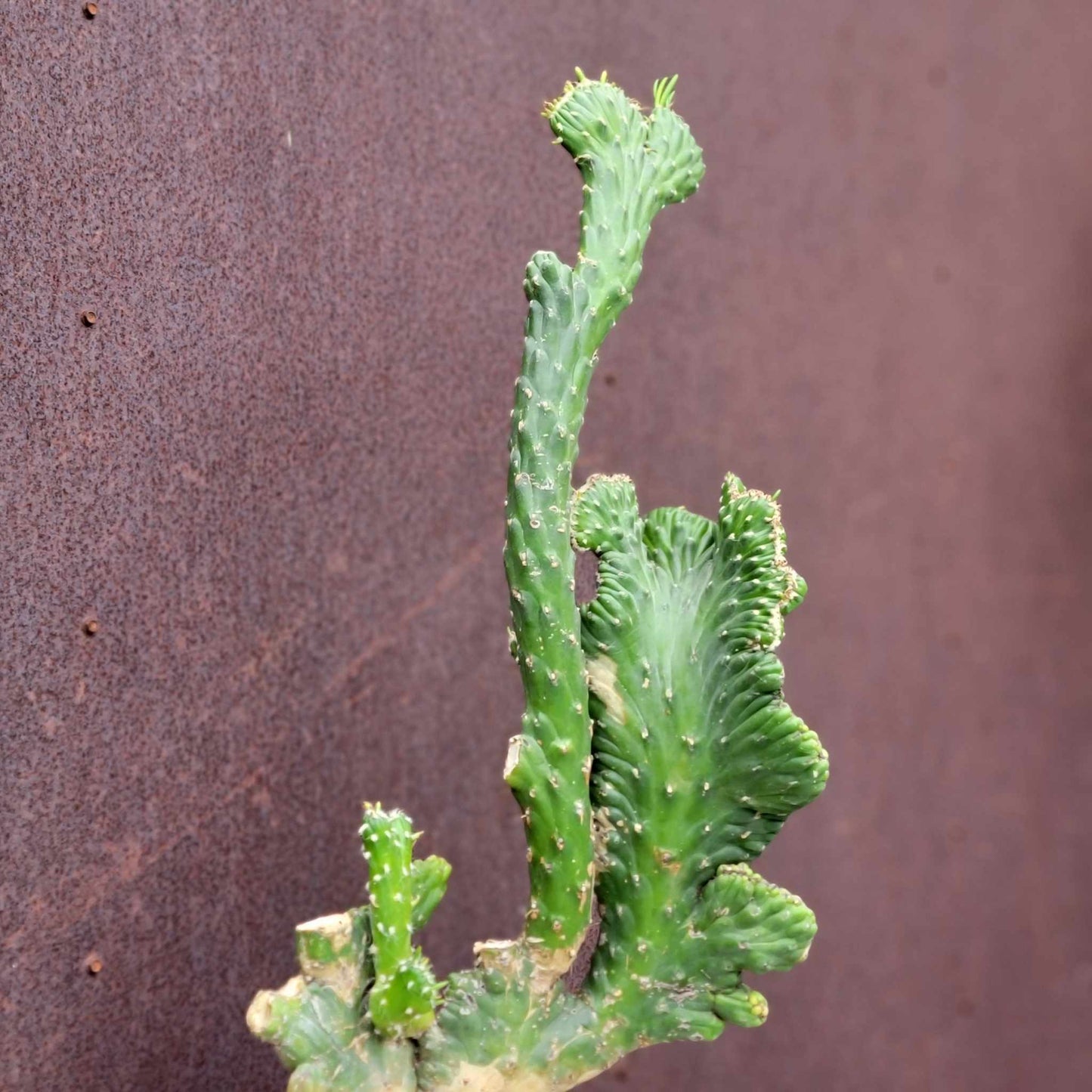 Austrocylindropuntia subulata cristata – Crested Eve's Needle - 22" tall!