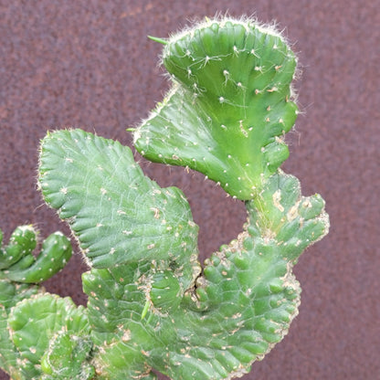 Austrocylindropuntia subulata cristata – Crested Eve's Needle