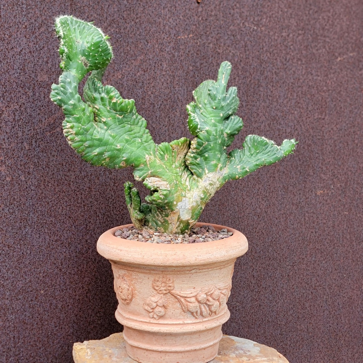 Austrocylindropuntia subulata cristata – Crested Eve's Needle