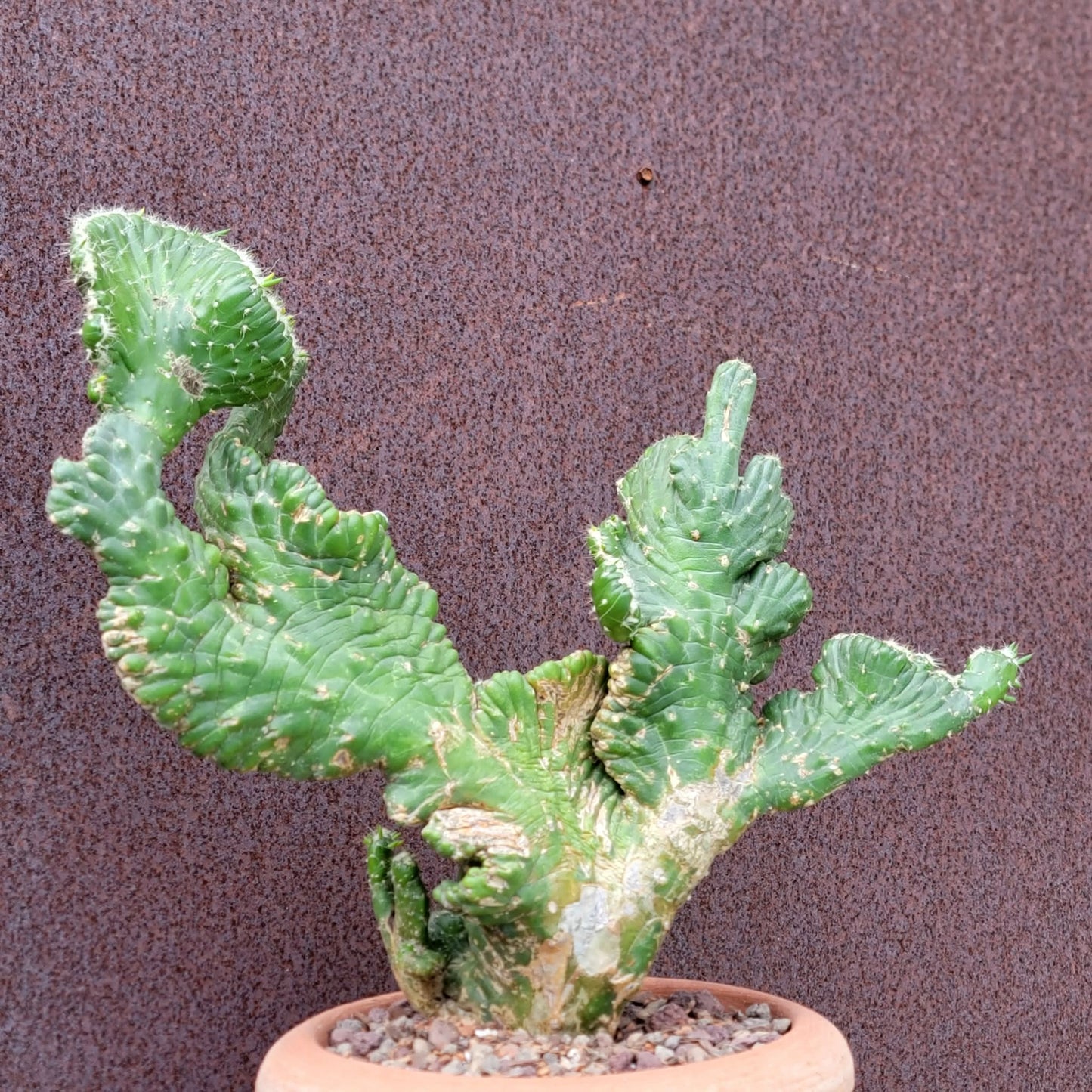 Austrocylindropuntia subulata cristata – Crested Eve's Needle