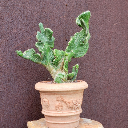 Austrocylindropuntia subulata cristata – Crested Eve's Needle