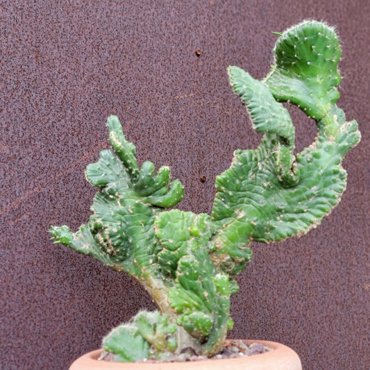 Austrocylindropuntia subulata cristata – Crested Eve's Needle