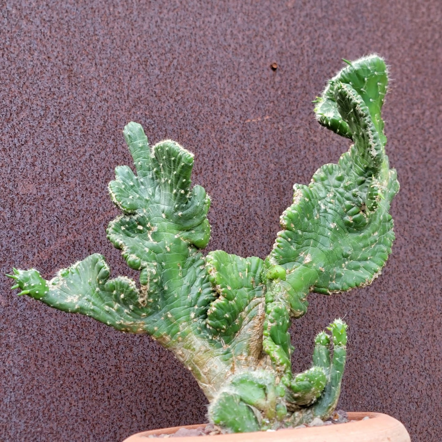 Austrocylindropuntia subulata cristata – Crested Eve's Needle
