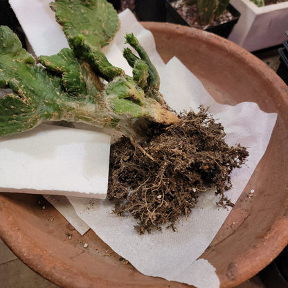 Austrocylindropuntia subulata cristata – Crested Eve's Needle