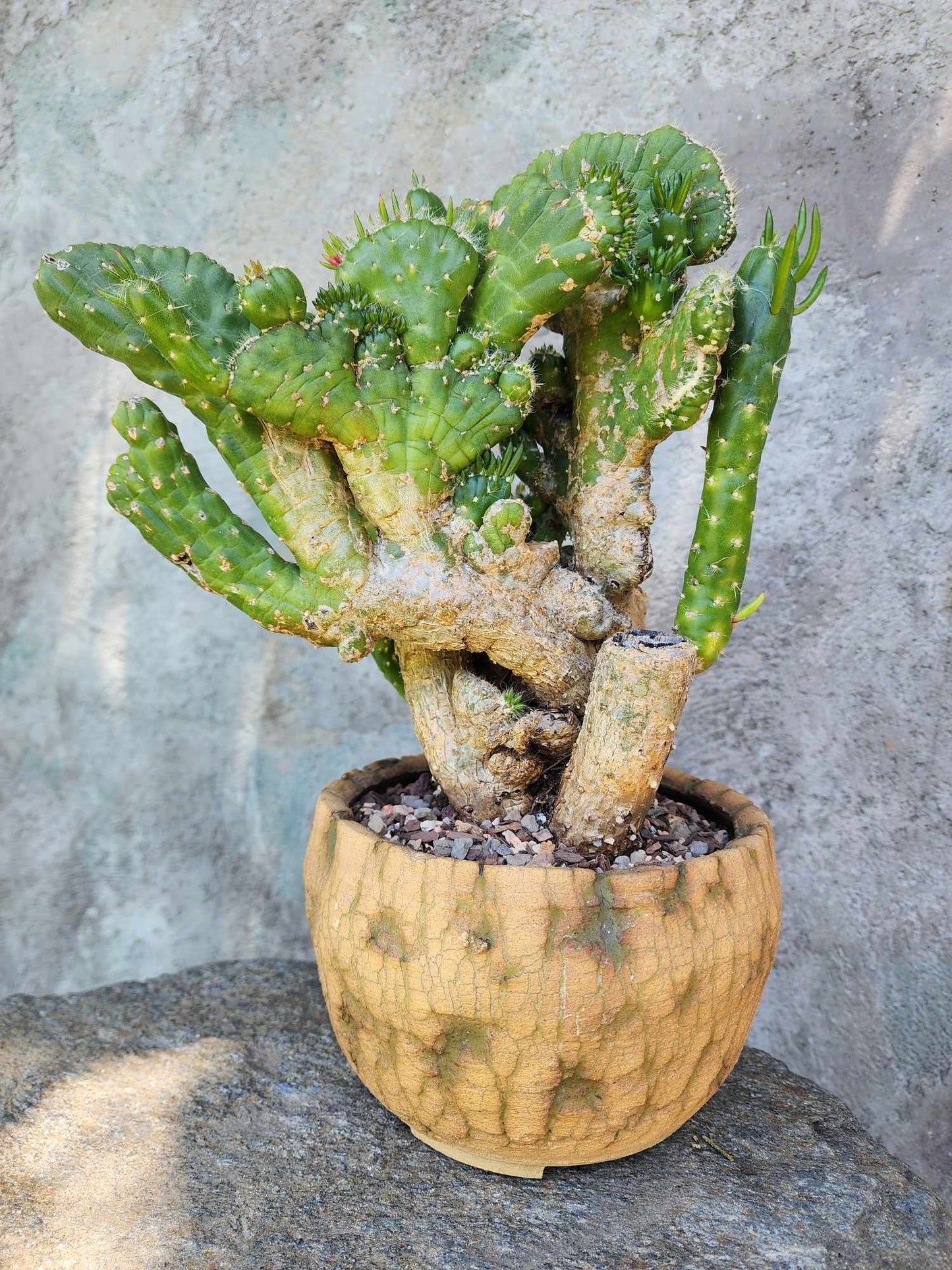 Austrocylindropuntia subulata cristata – Crested Eve's Needle (Private Collection)