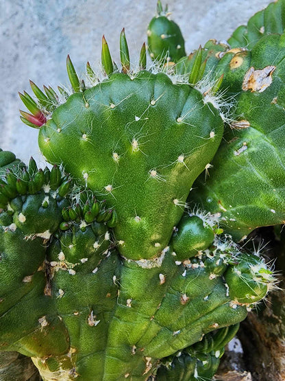 Austrocylindropuntia subulata cristata – Crested Eve's Needle (Private Collection)