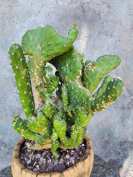 Austrocylindropuntia subulata cristata – Crested Eve's Needle (Private Collection)