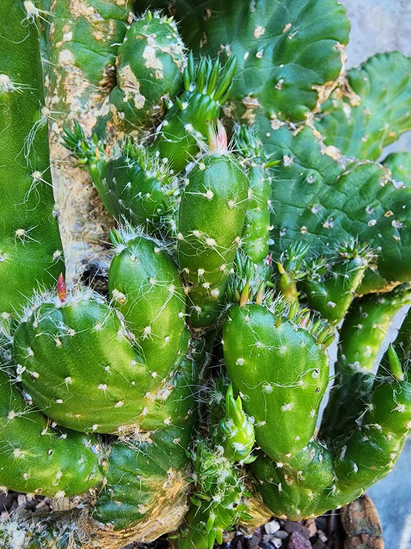Austrocylindropuntia subulata cristata – Crested Eve's Needle (Private Collection)