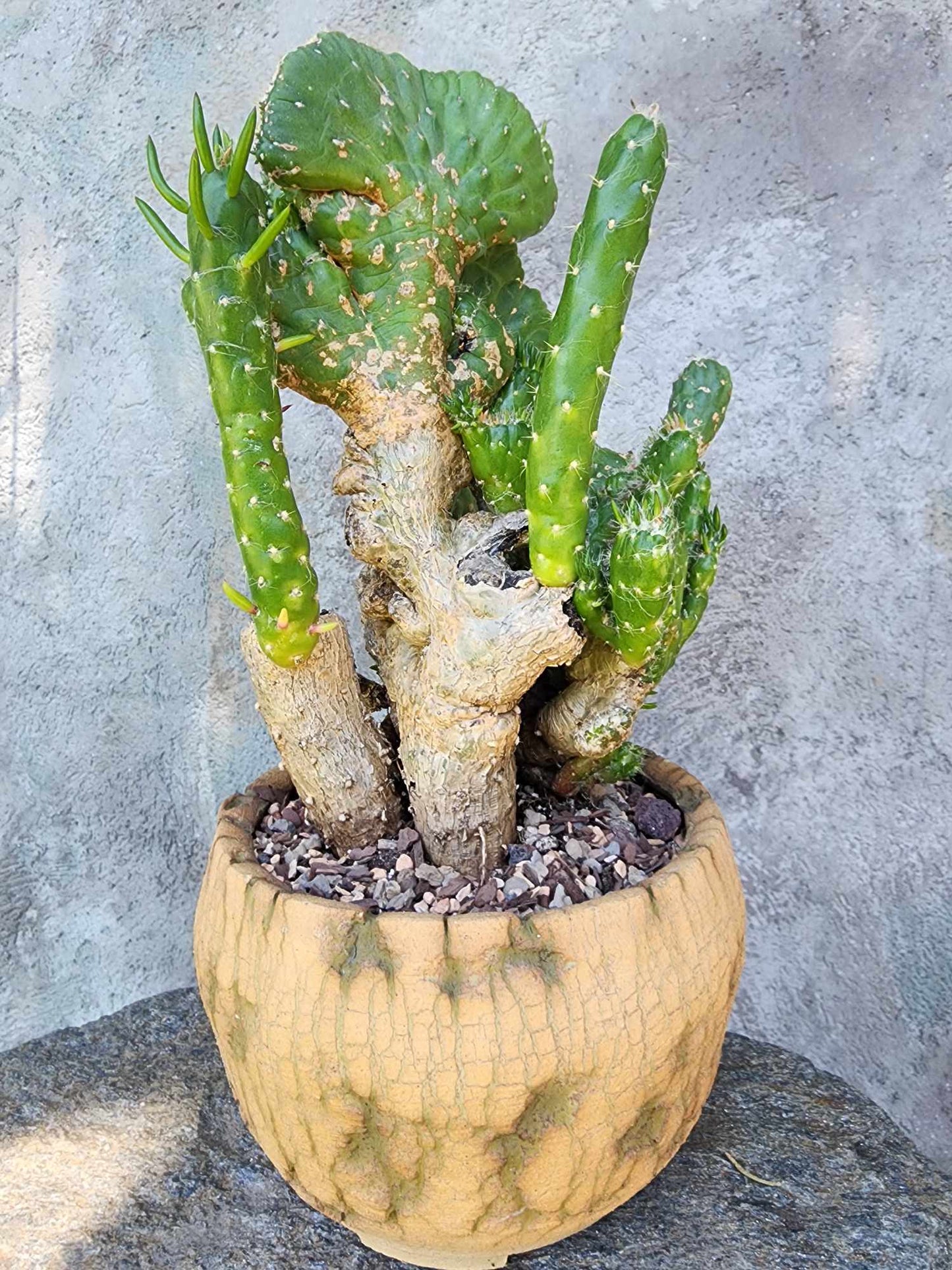 Austrocylindropuntia subulata cristata – Crested Eve's Needle (Private Collection)