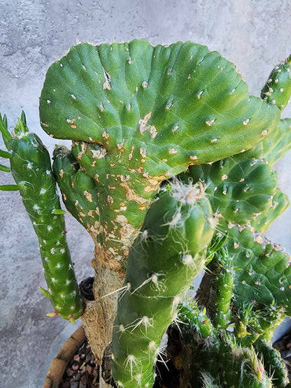 Austrocylindropuntia subulata cristata – Crested Eve's Needle (Private Collection)